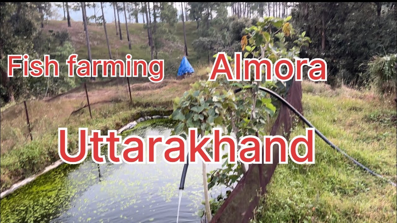 Mastering Fish Farming in Almora | Life in the Pahad