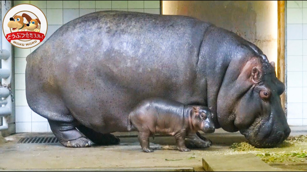 お母さんから離れないカバの赤ちゃんが可愛い！親子で一緒にスイカを食べる！愛媛県立とべ動物園・まんぷくクンの成長記【どうぶつ奇想天外／WAKUWAKU】