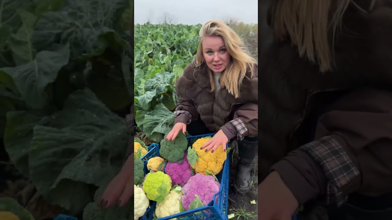 Яка капуста виросла? 😮