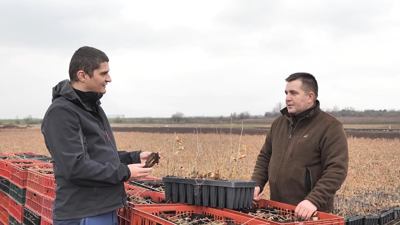 Producerea puieților de stejar cu rădăcina protejată