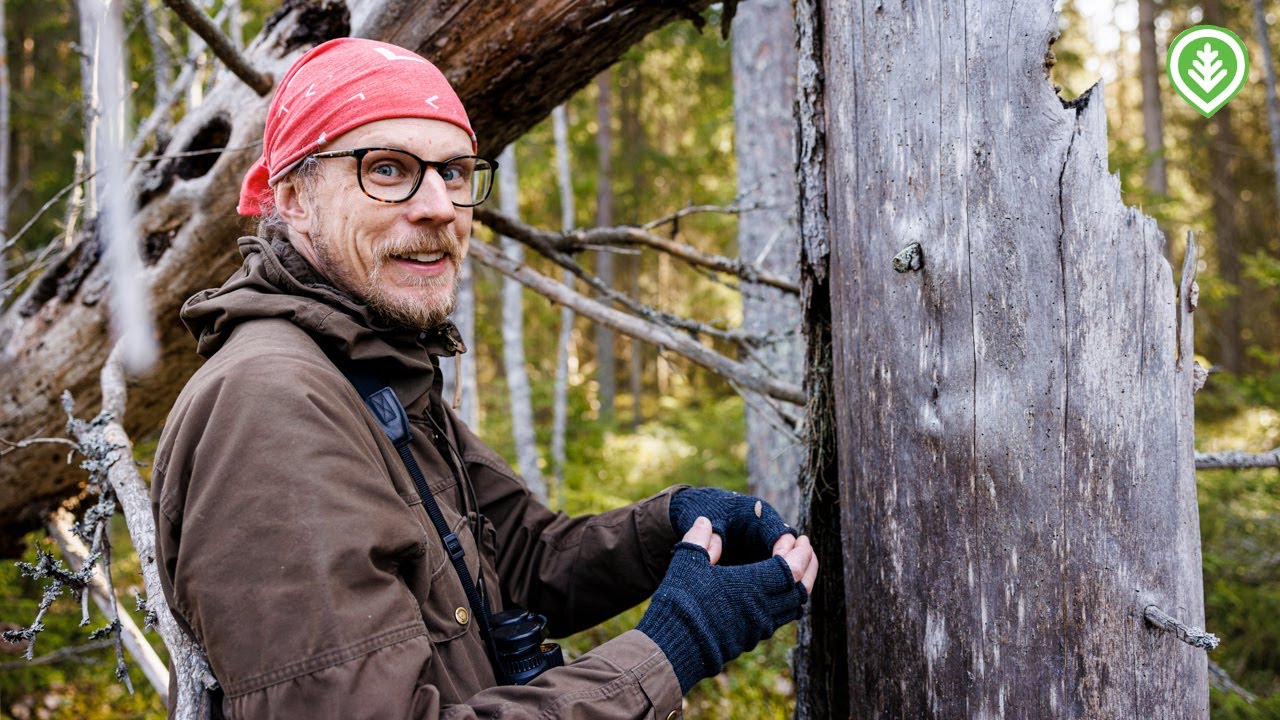 Lintujen pesäpaikat metsässä | Metsälehti