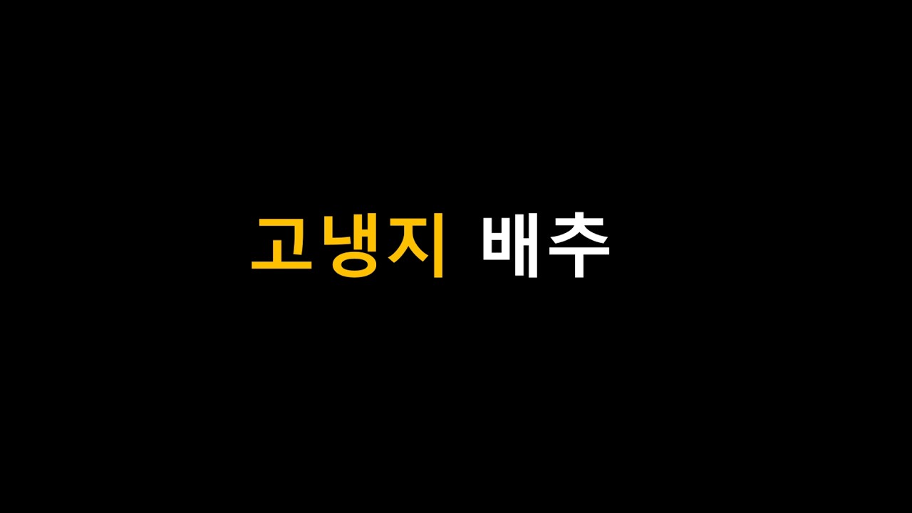 고냉지 배추