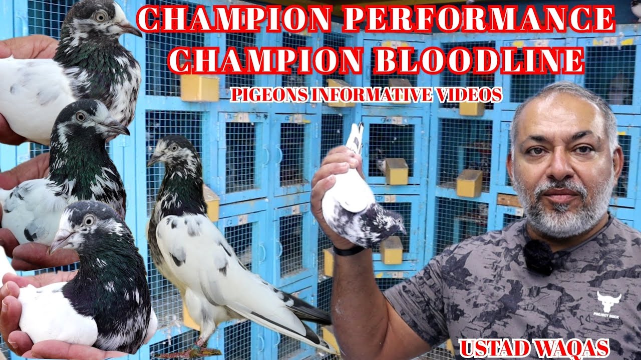 Ustad Waqas|Champion Performance Champion Bloodline|Kabotar Ki Perfection|Info|Tips|Discussion|SHOUQ