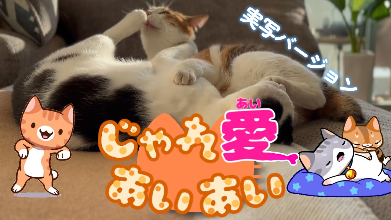じゃれ愛あいあい/ネコに癒される/おかあさんといっしょ月歌cover/