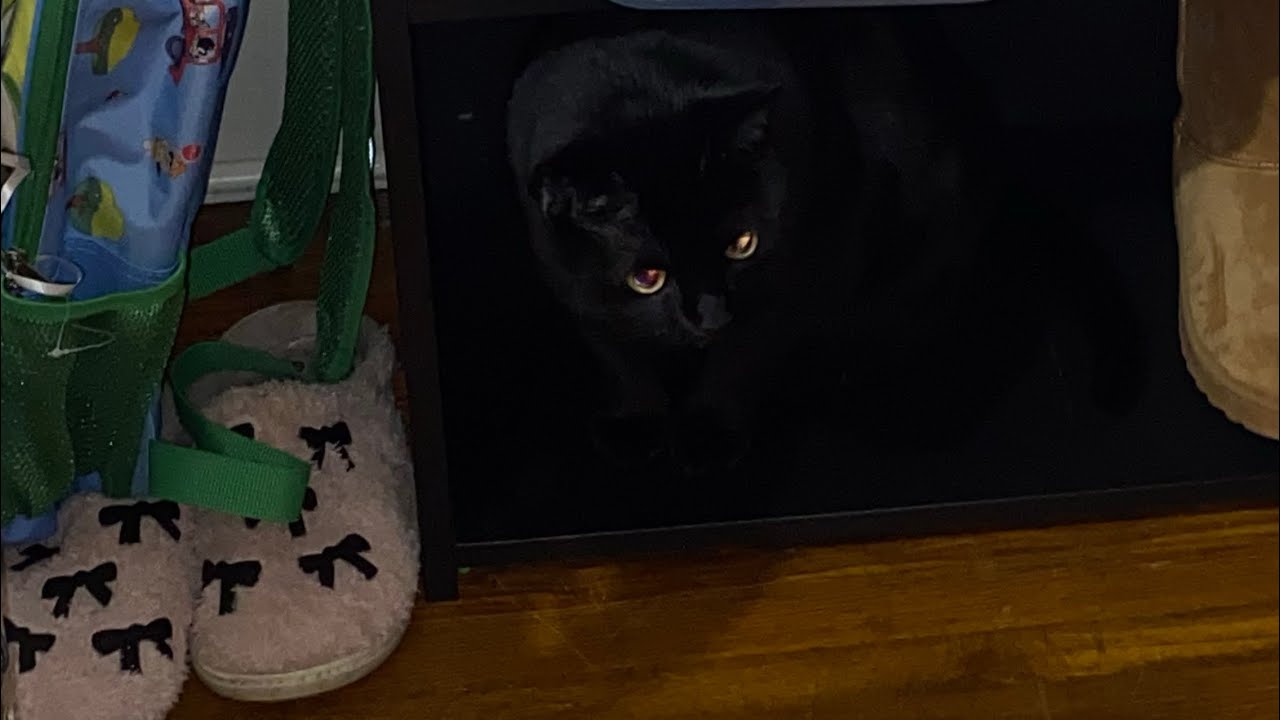 Feed my cat with me #breakfast #cat 