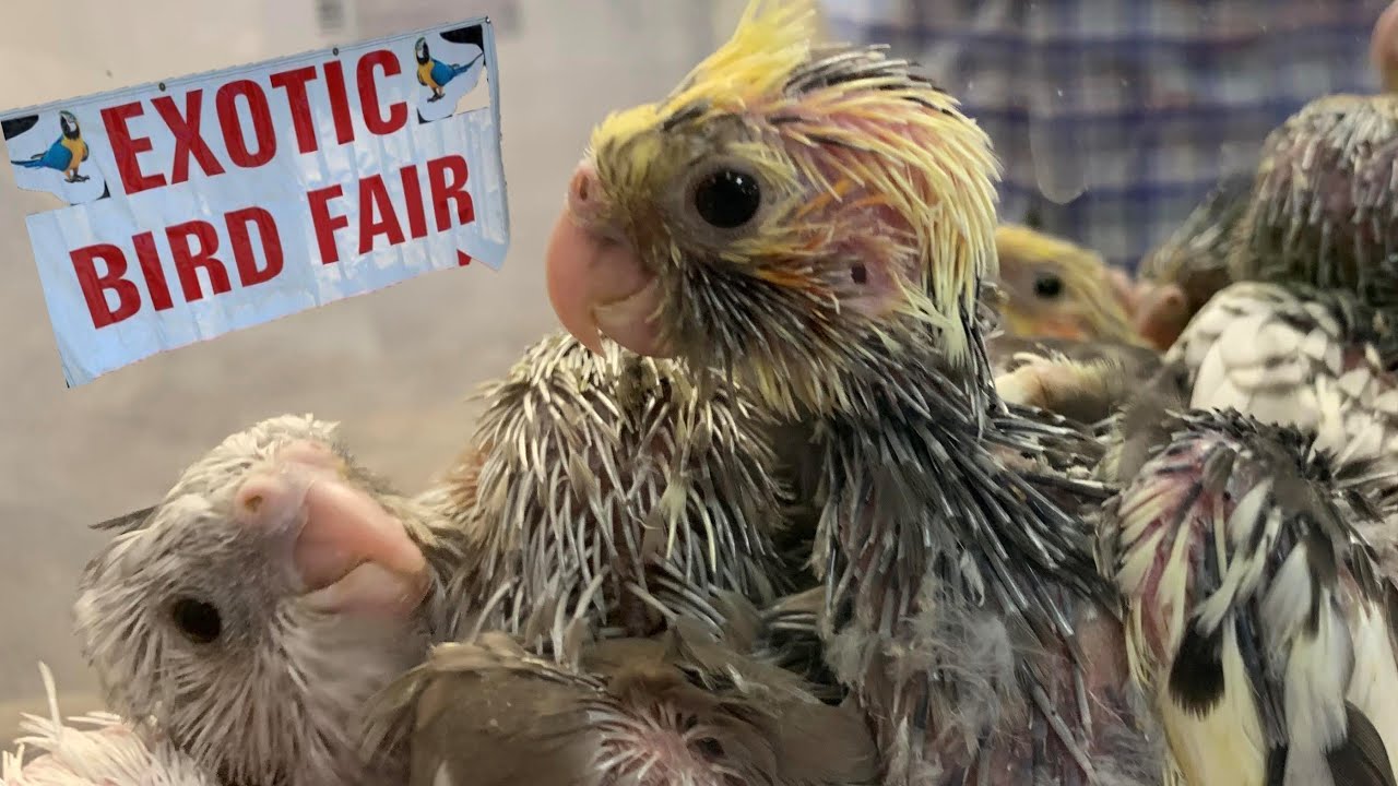 Southeast Exotic Bird Fair
