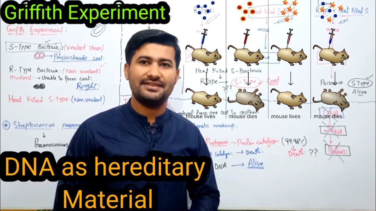 20.3 DNA as hereditary material | Griffith Experiment | 2nd year ,12 class