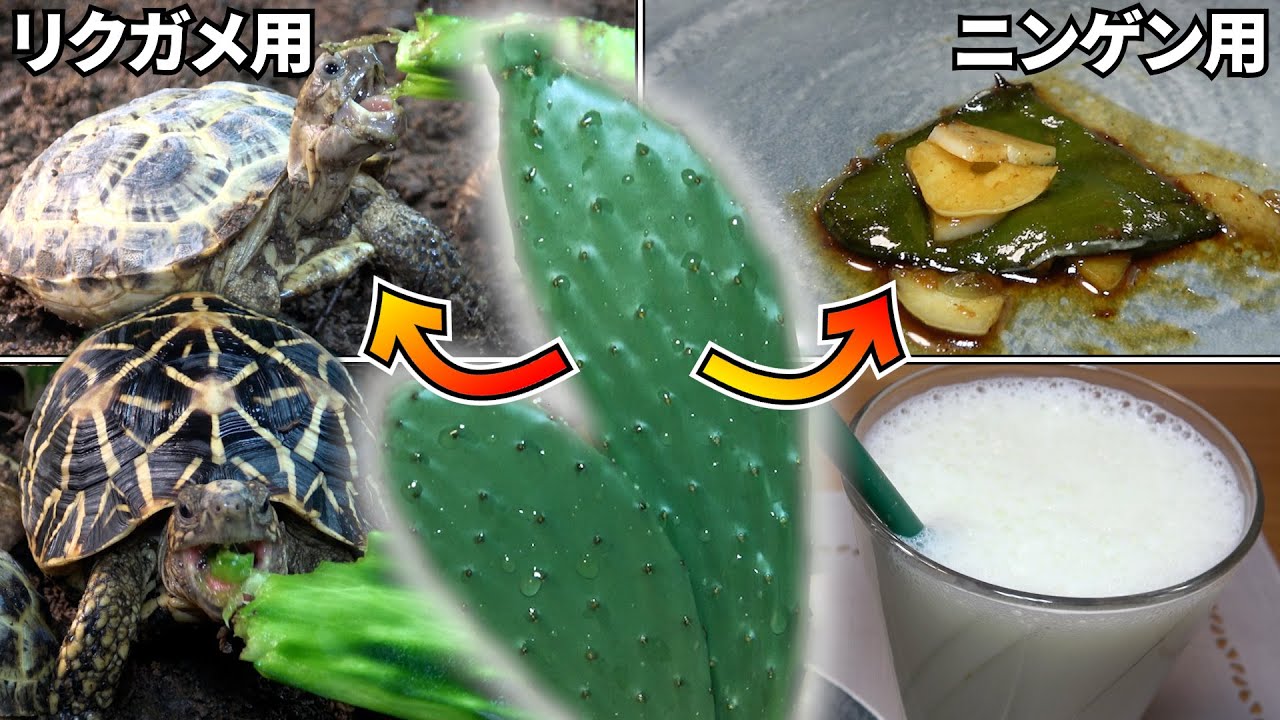 リクガメと一緒にサボテンを食べよう