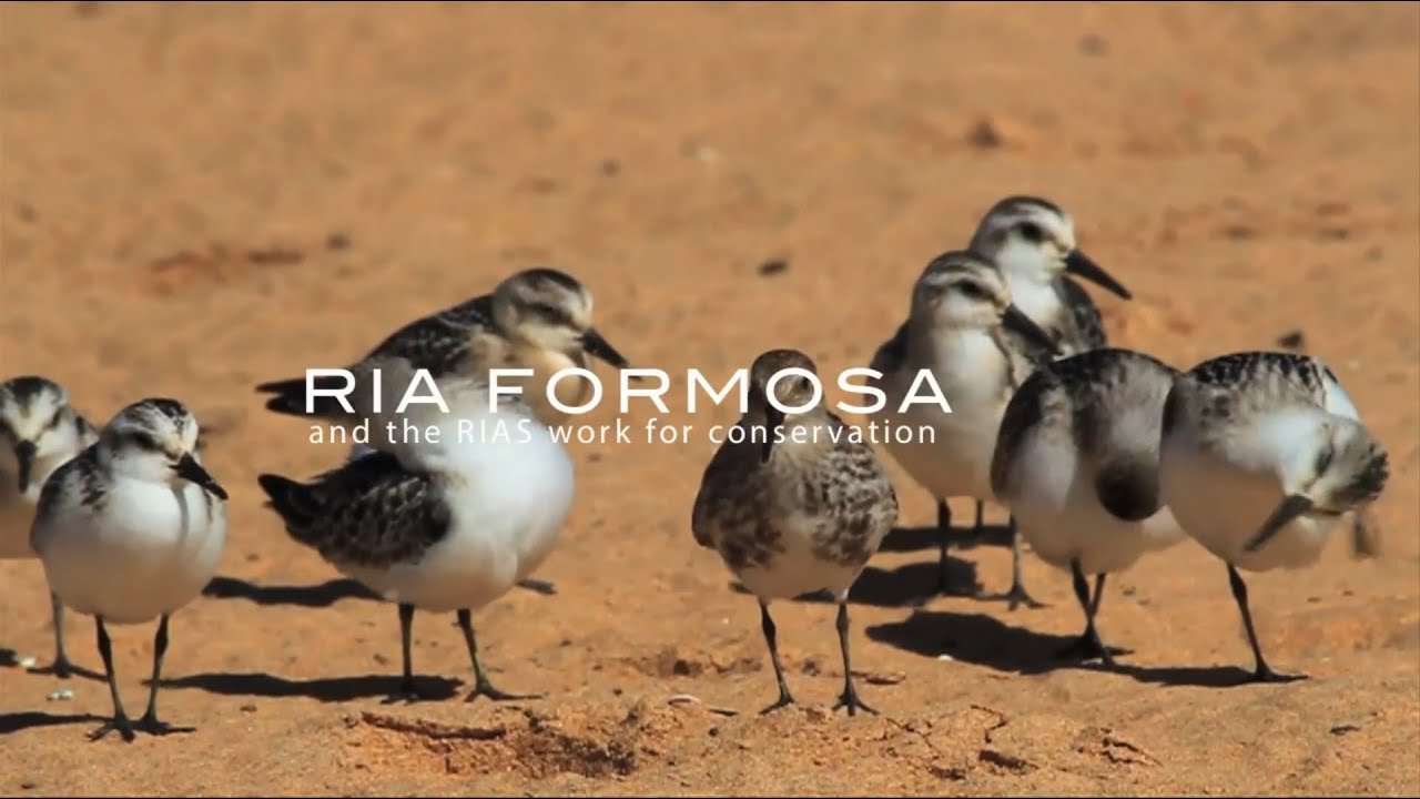 Риа Формоза и работа по сохранению RIAS