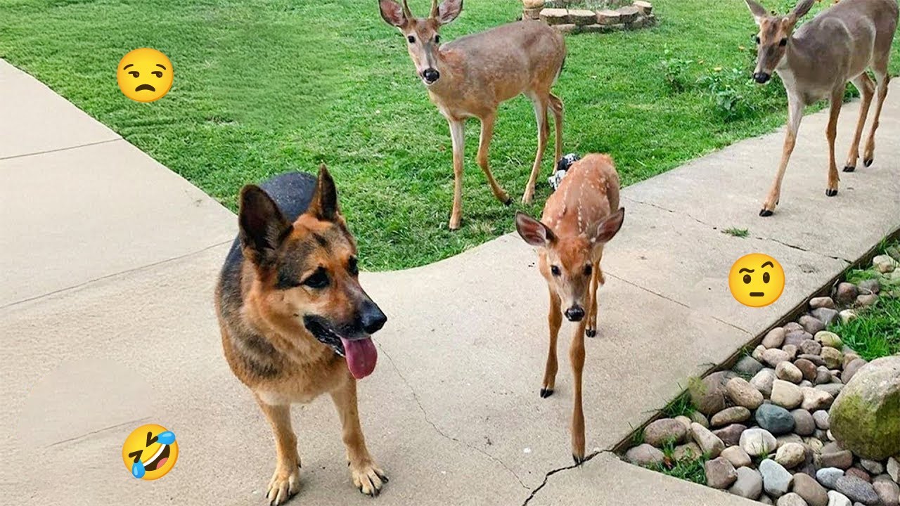 Try NOT to Laugh… 101% IMPOSSIBLE! 😂 Funniest Dogs Ever 2025 #3