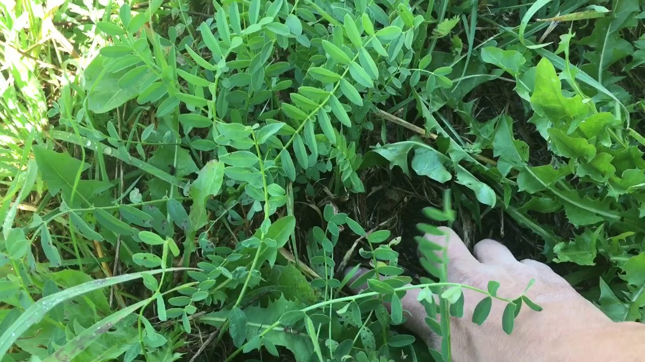 Bosques de alimentos: dudas sobre keyline, abonos verdes y otros