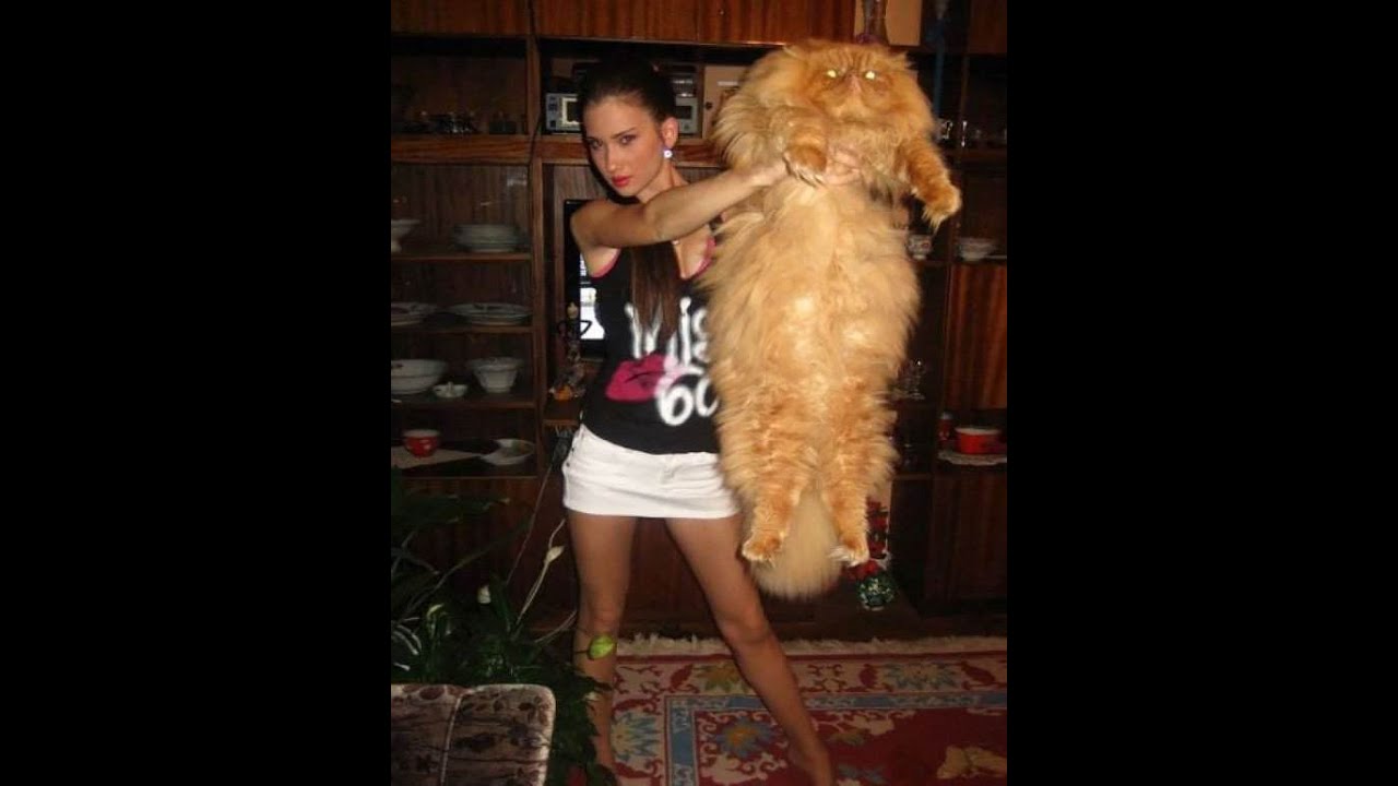 Top 10 des plus gros chats du monde