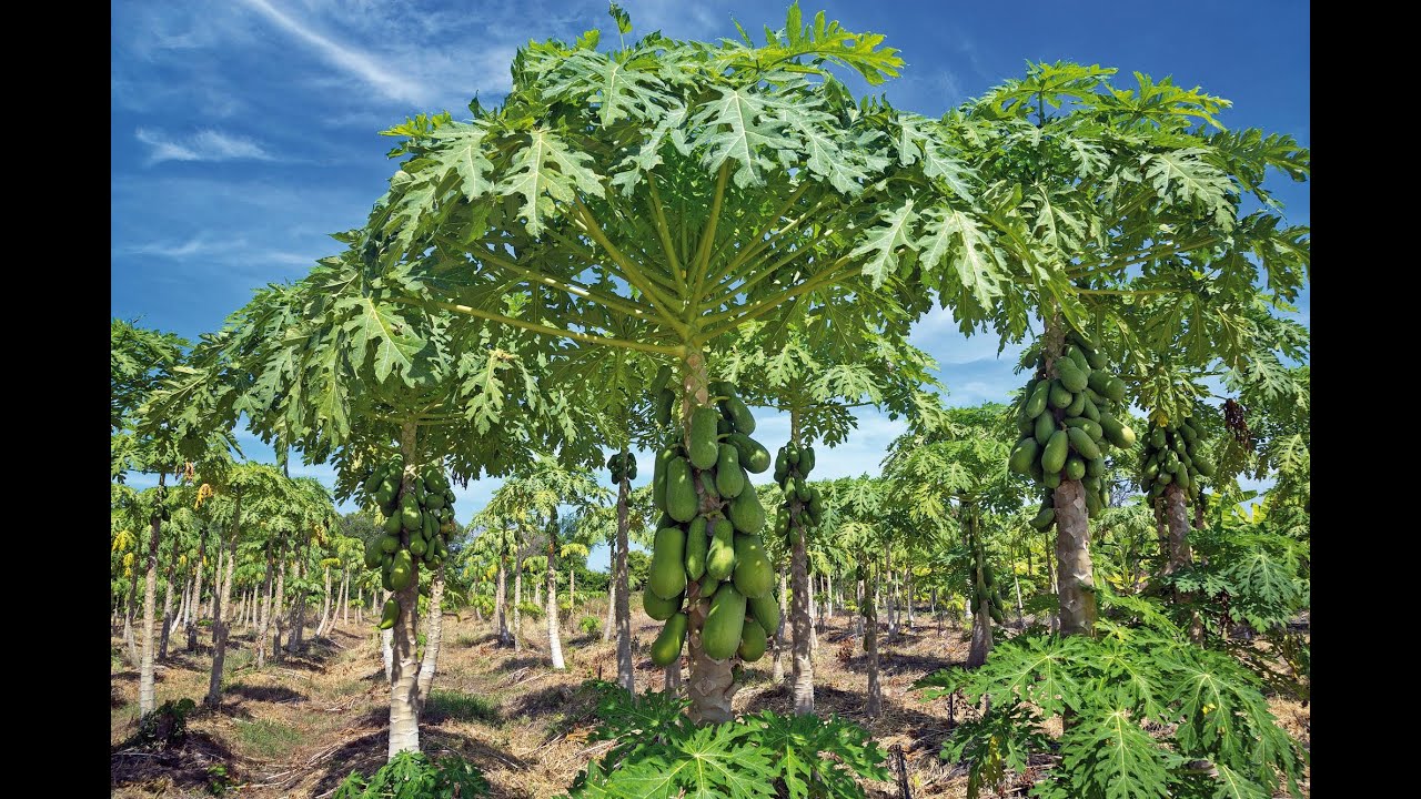 #AGROCULTURA: Do Espírito Santo para o mundo: o sucesso do mamão capixaba