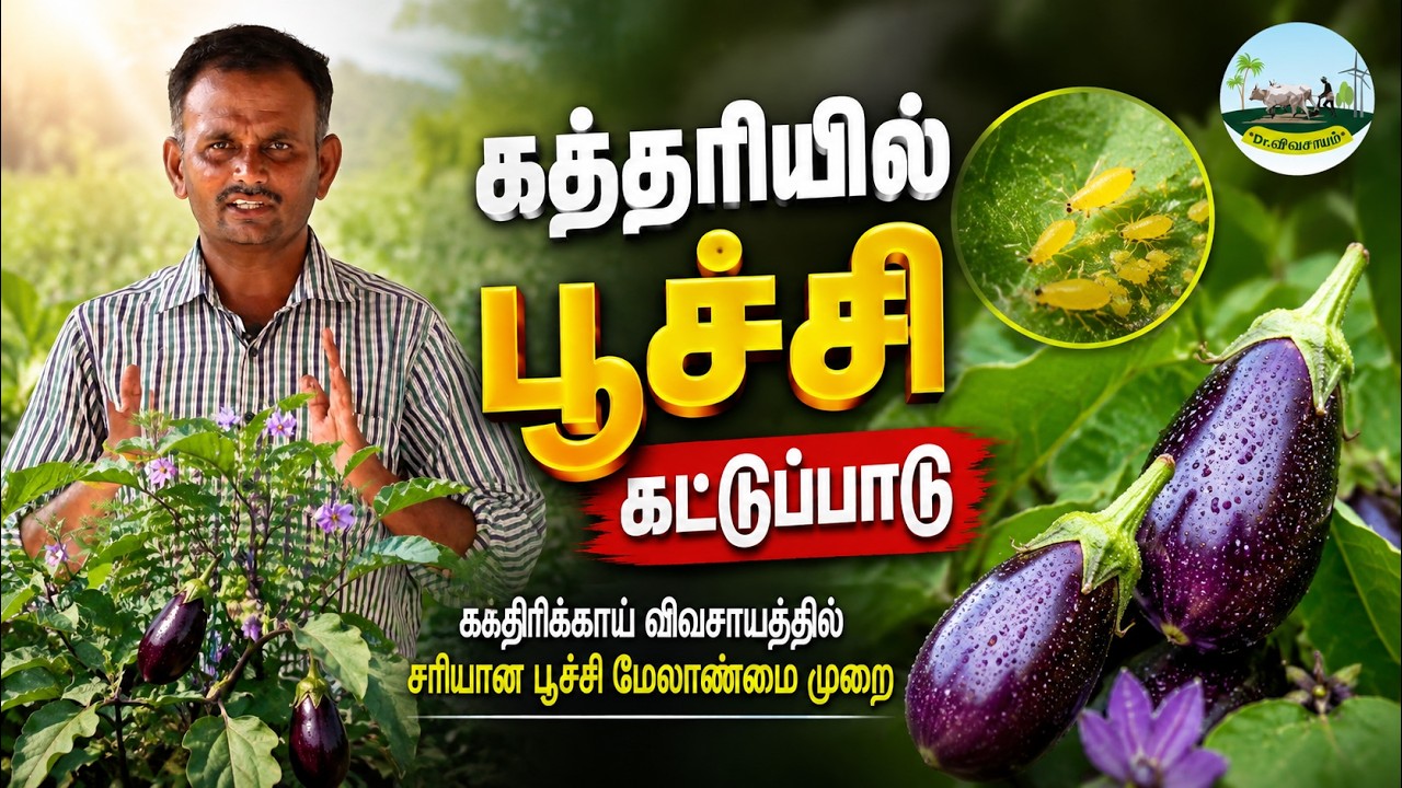 கத்தரியில் பூச்சி 🐣கட்டுப்பாடு | கத்திரிக்காய் விவசாயத்தில் சரியான பூச்சி மேலாண்மை முறை |Dr.விவசாயம்