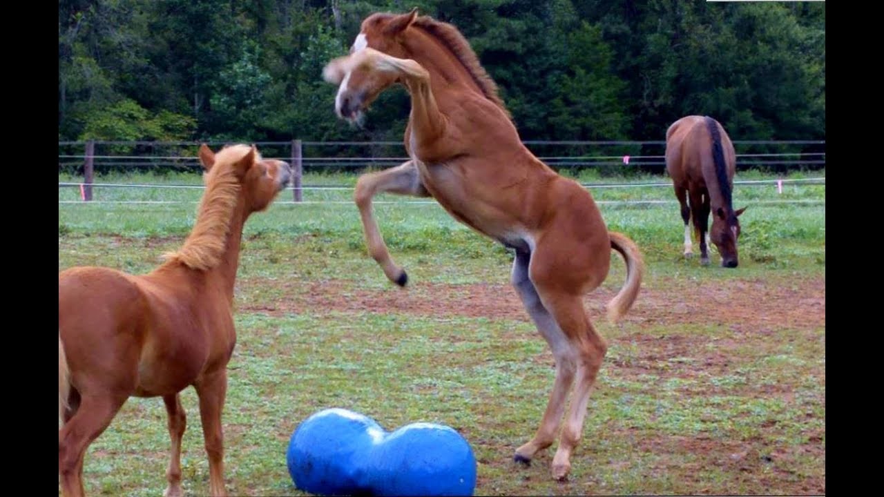 Foals playing together