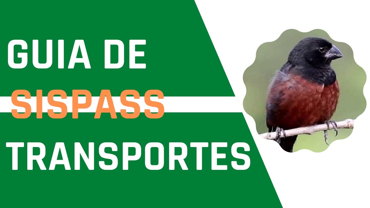 GUIA DE TRANSPORTES SISPASS