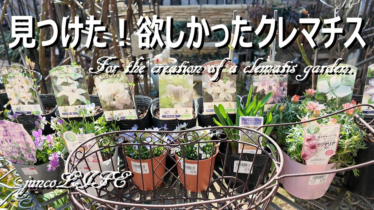 花のワルツさんで購入したクレマチスは魅力的なものばかりでした＊購入品紹介＊イタリアンカフェ＊猫ちゃん