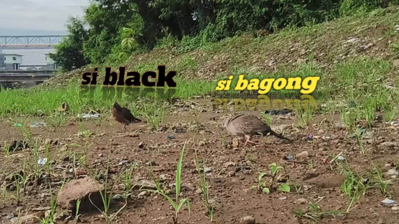 Menguku Sambil Berlari