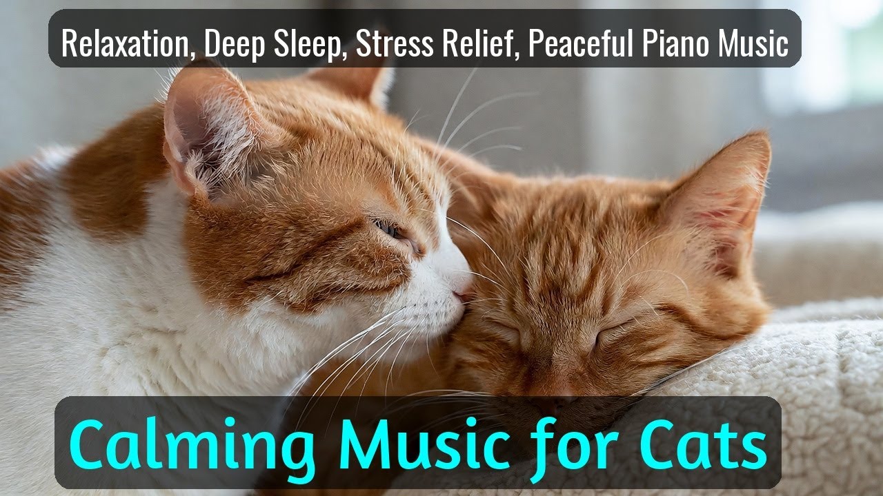 LIVE Relaxing Sleeping Kitten for Better Sleep 😌 | Season 69