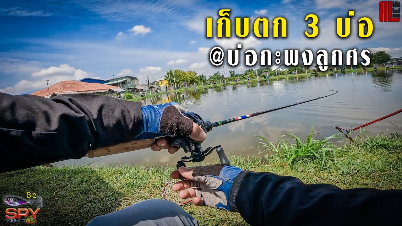 เปิดเก็บตกวันเดียว 3 บ่อ @บ่อตกปลาลูกศร กะพงบุฟเฟ่ต์