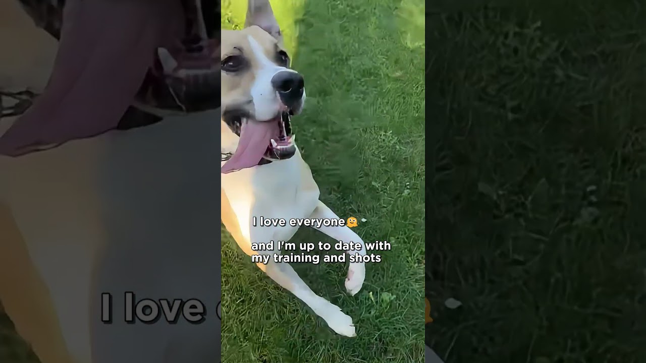 One-Year-Old Cher Is the Sunshine Dog Who Will Melt Your Heart