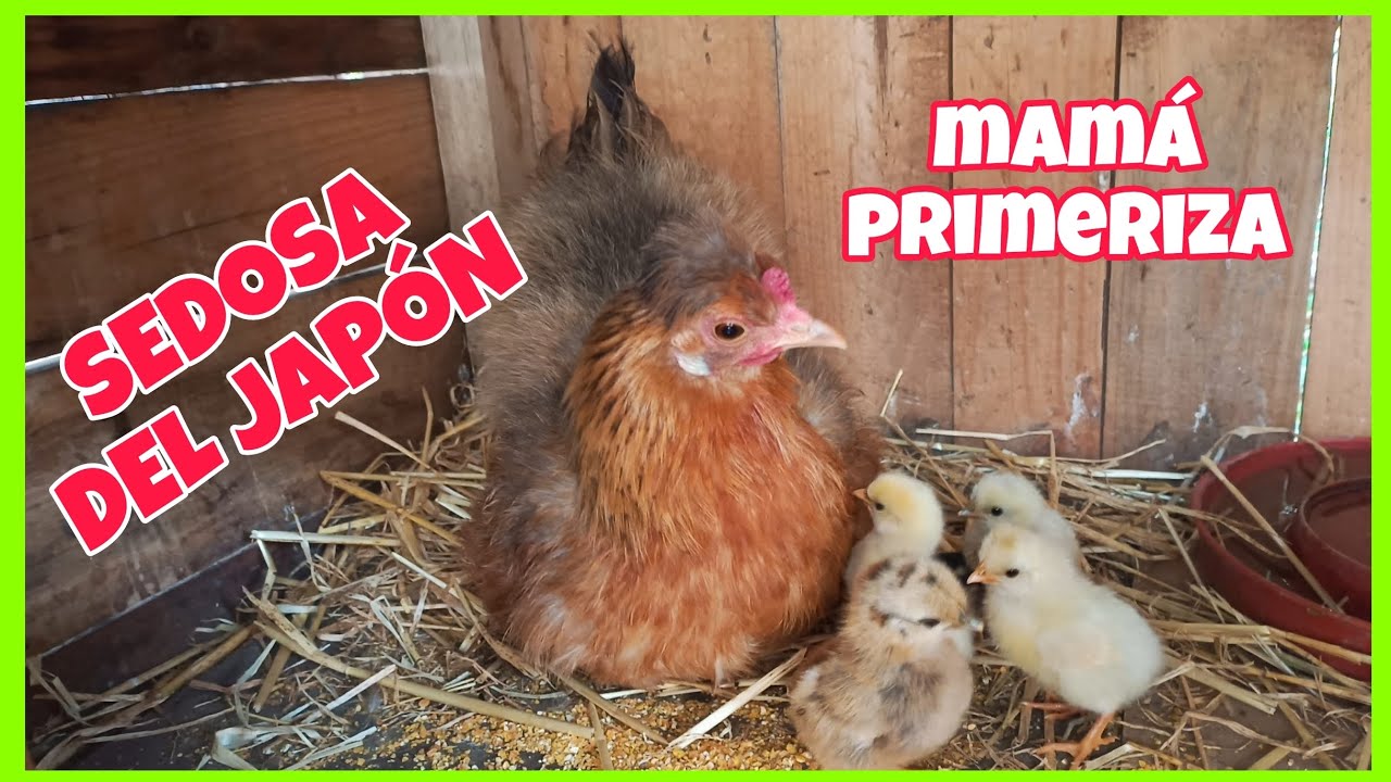 Nacieron pollitos de MI SEDOSA🐣...Alimento a mis aves y algo extraño se ve el SOL 🌞