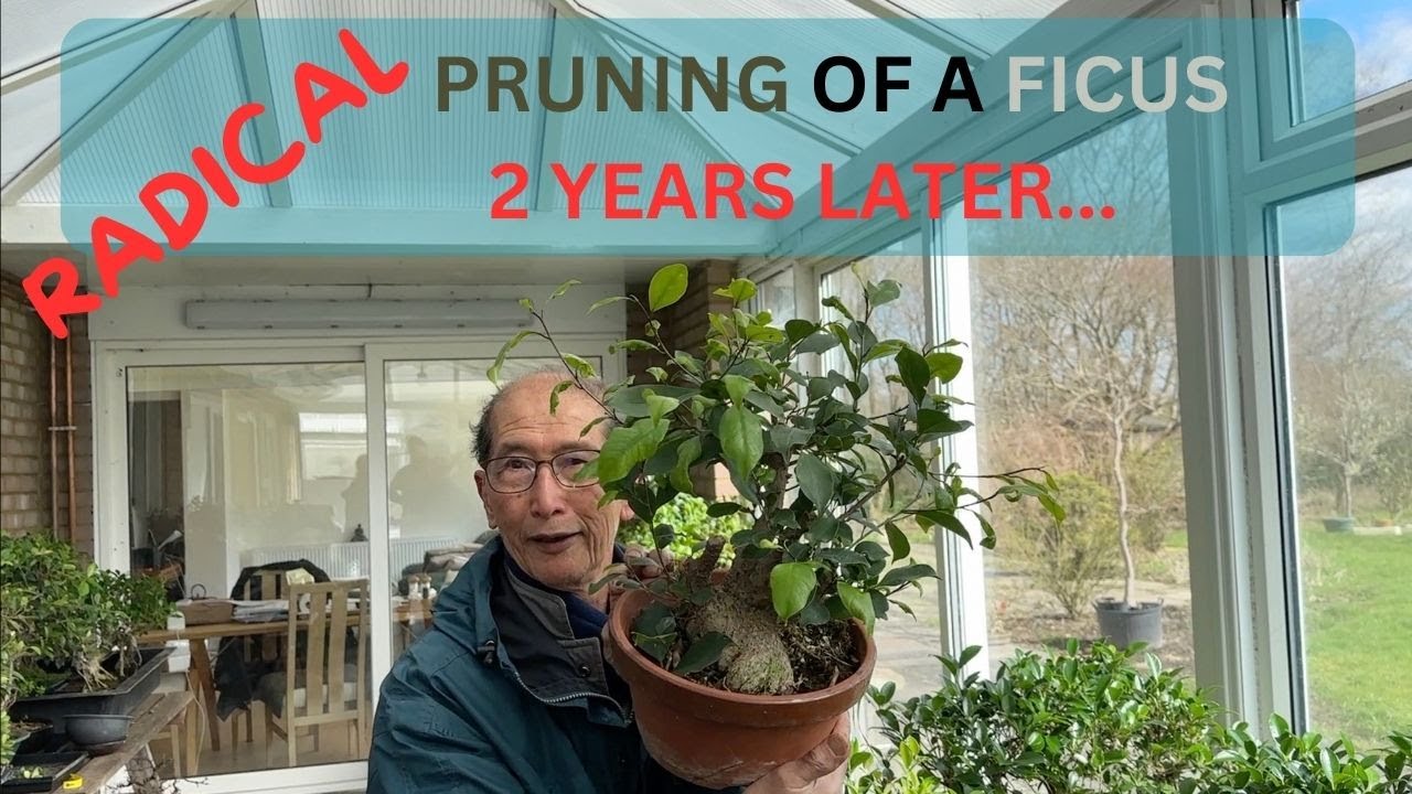 Radical Pruning of a Ficus - 2 Years Later