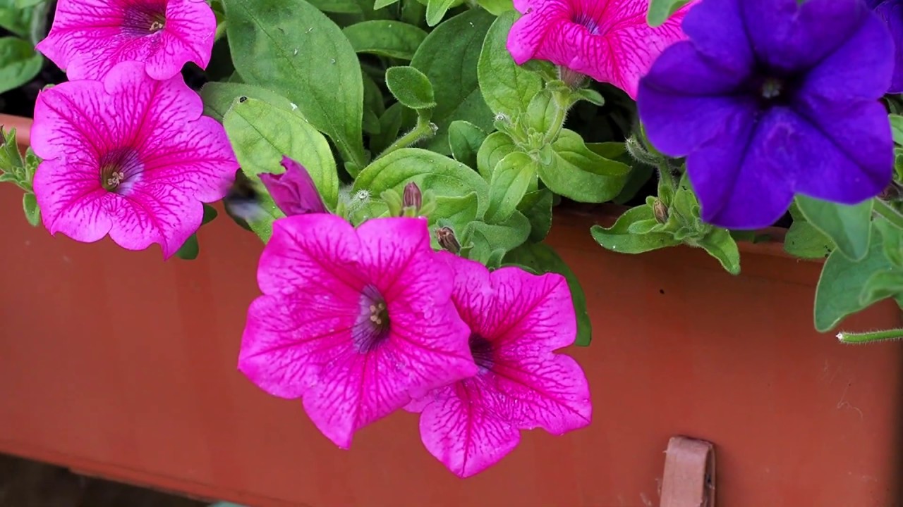 Balkon dla trzmiela