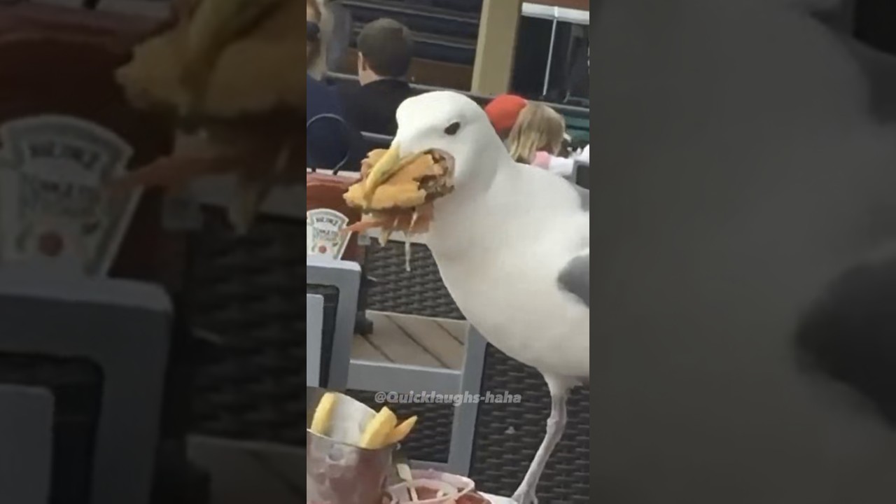 Funny seagull stealing food😂🤣🤣 #funny seagull #funny birds #seagull #Birds #funny animals