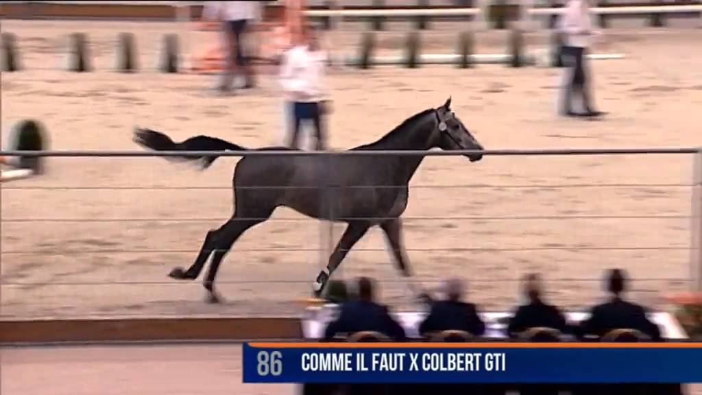Hermantico (Comme Il Faut x Colbert GTI) - Approbation KWPN 2015