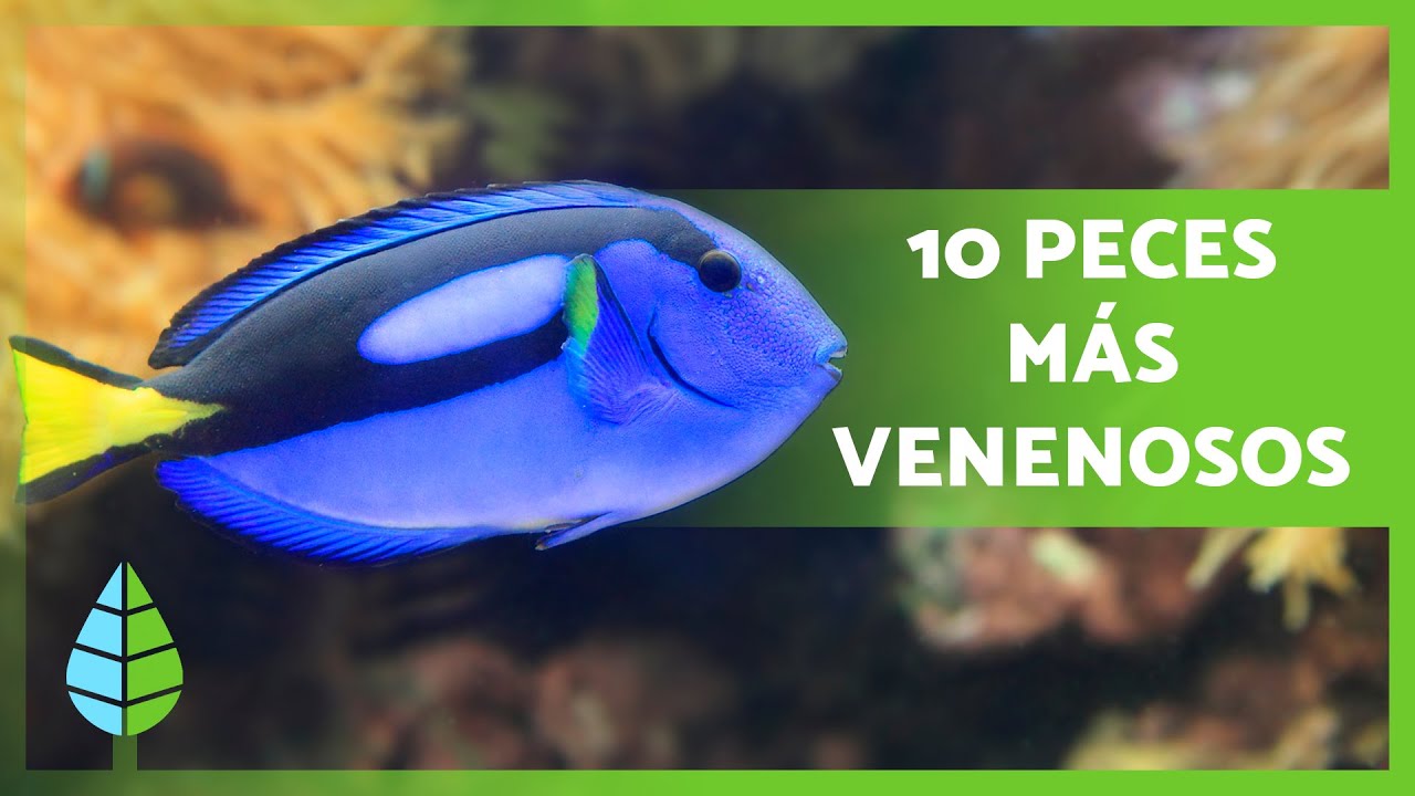 Top 10 PECES m&aacute;s VENENOSOS del MUNDO 🐠⚠️ &iexcl;NUNCA los TOQUES! 🚫
