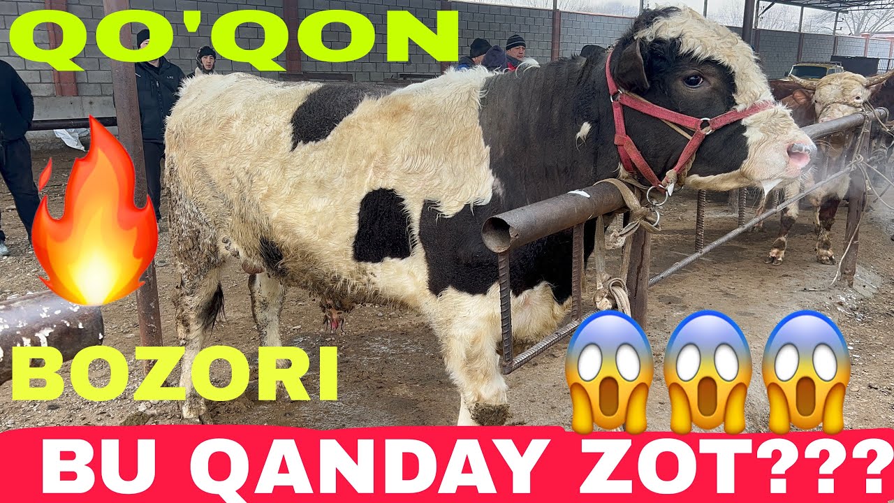 SEMIZ BUQALAR QATORIDAN LAVXALAR 👍👍👍 28 01 2026✅✅✅