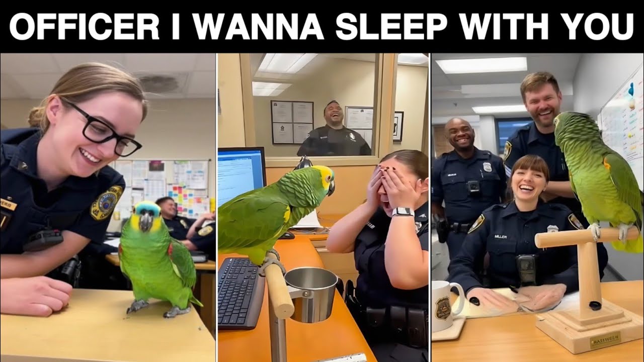🦜Officer I Wanna Sleep With You 😂 | Funny Conversation With Parrot 