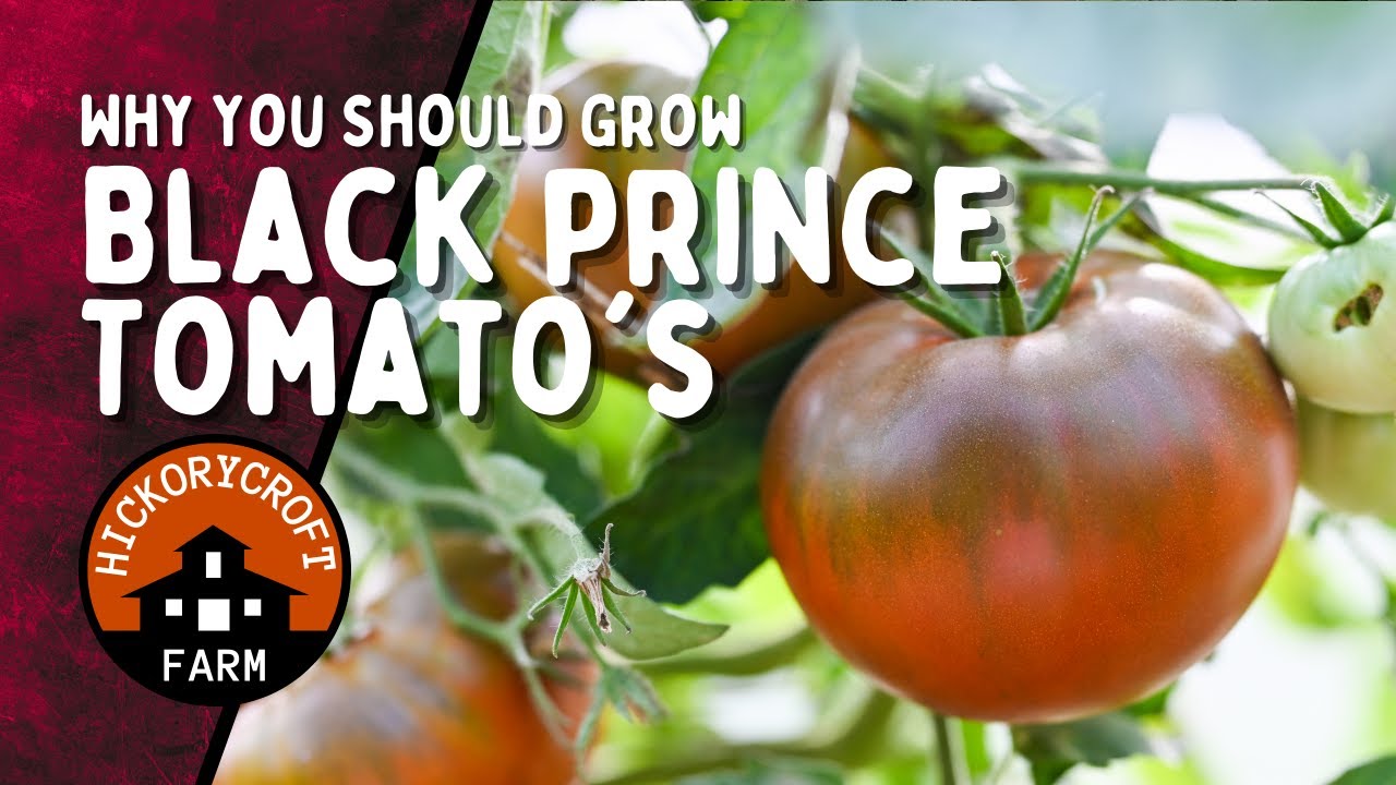 Black Prince Tomato: A Garden Favorite For Excellent Flavor!