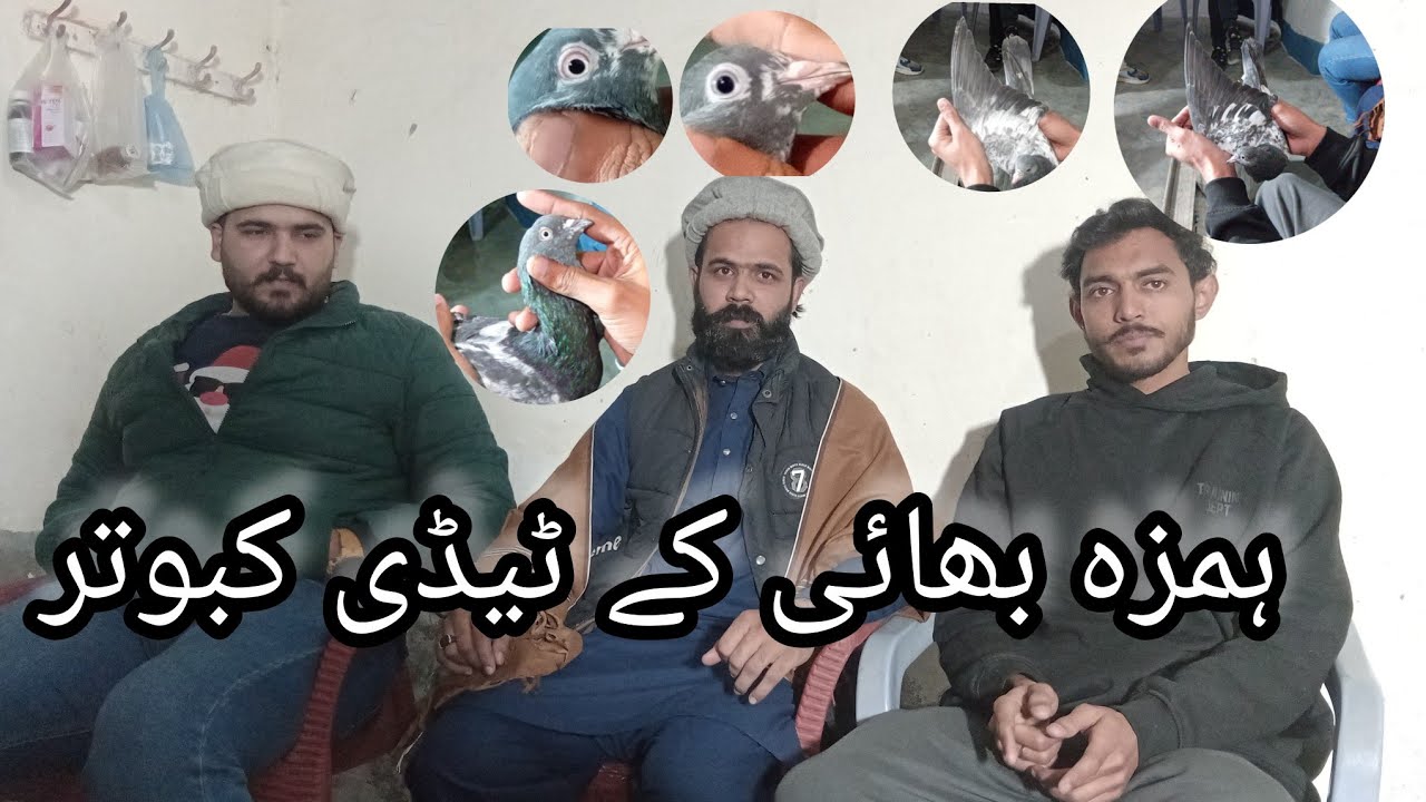 Humza Bhai K Teddy Breeding Setup MASHA ALLAH | Pure Teddy Pigeon Baby For Sale 0321 4648174 