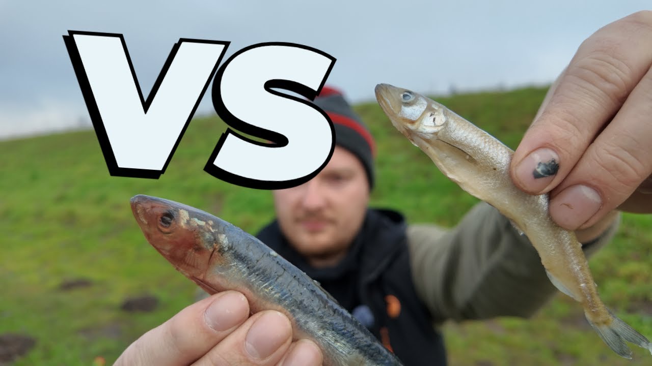 Smelt VS Sardine What Is The Better Deadbait For Pike ???