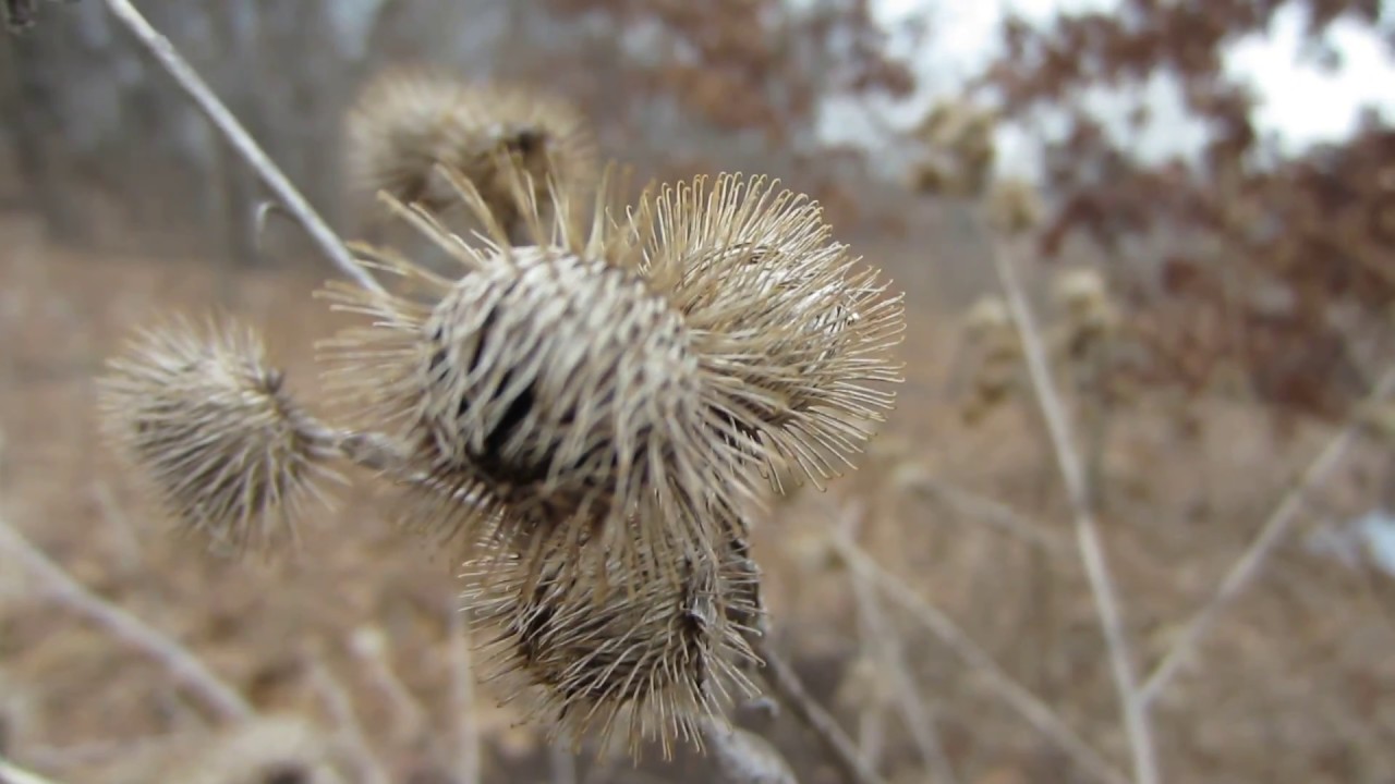 Canon Powershot Elph 320 HS - Quality Video Samples in 1080p