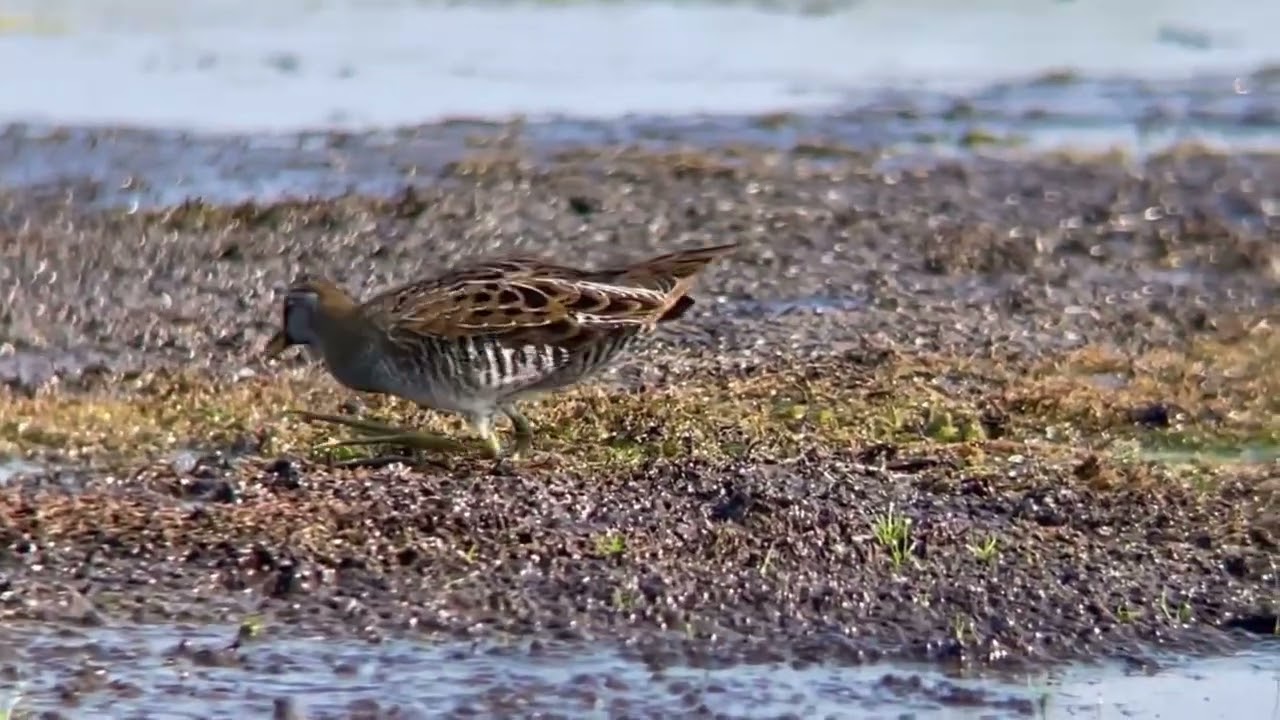 Sora at Point Pelee National Park