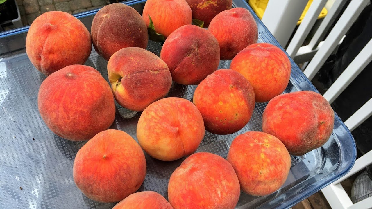 Perfect Backyard Peaches | When to Pick & Problems