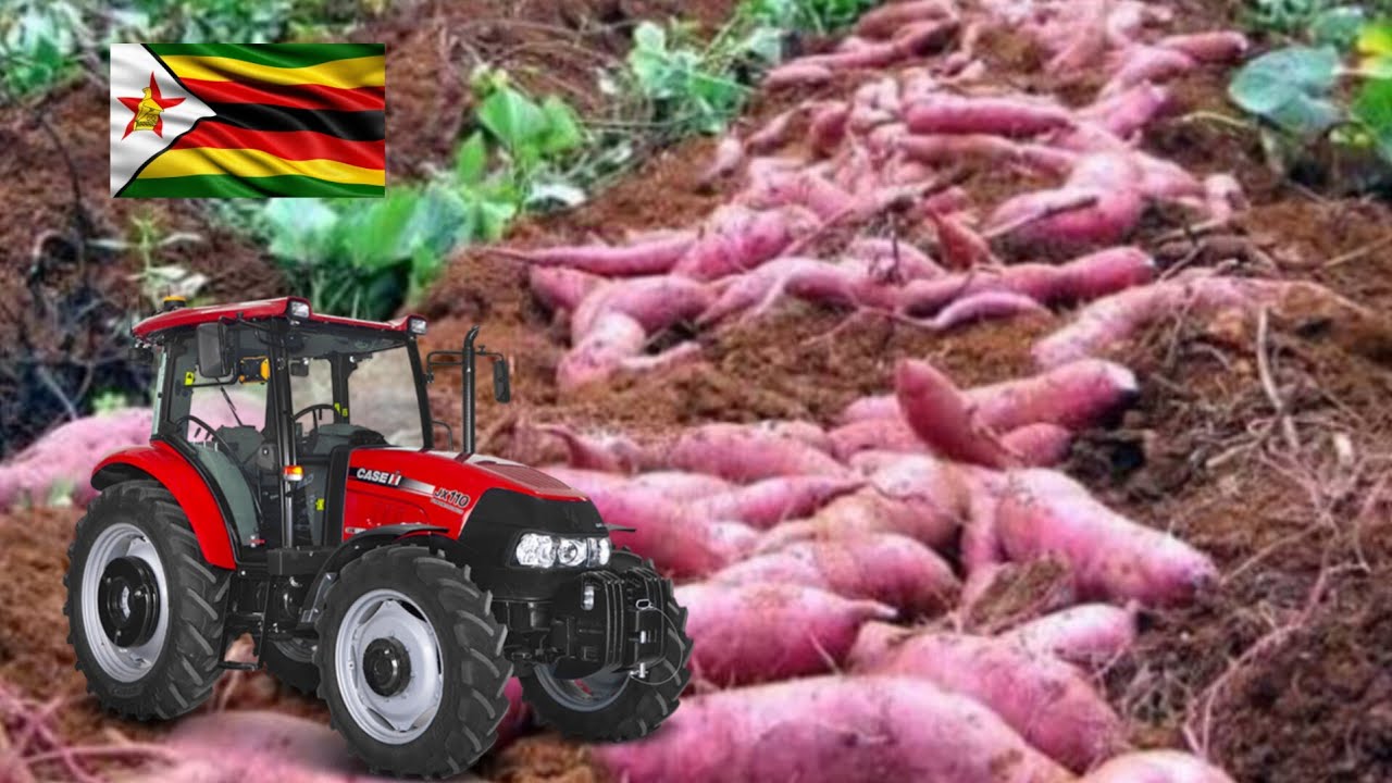 Сколько времени требуется для выращивания сорта Мбамбайра и когда фермеры в Зимбабве получают за ...