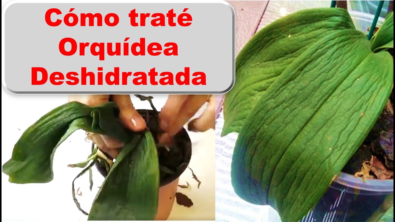 Como cambiar el sustrato de orquidea con hojas arrugadas la rescaté deshidratada como progresó #143