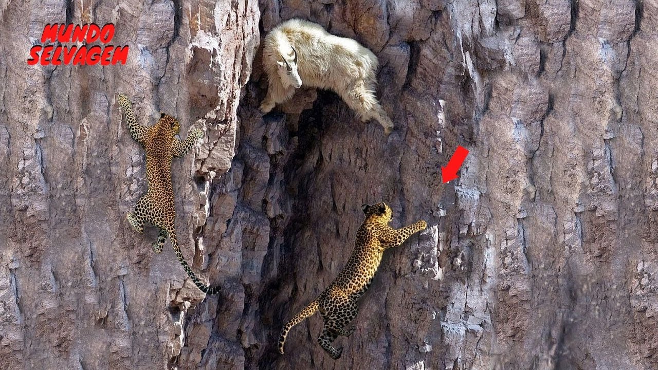 Estes s&atilde;o apenas dois predadores que podem capturar cabras da montanha