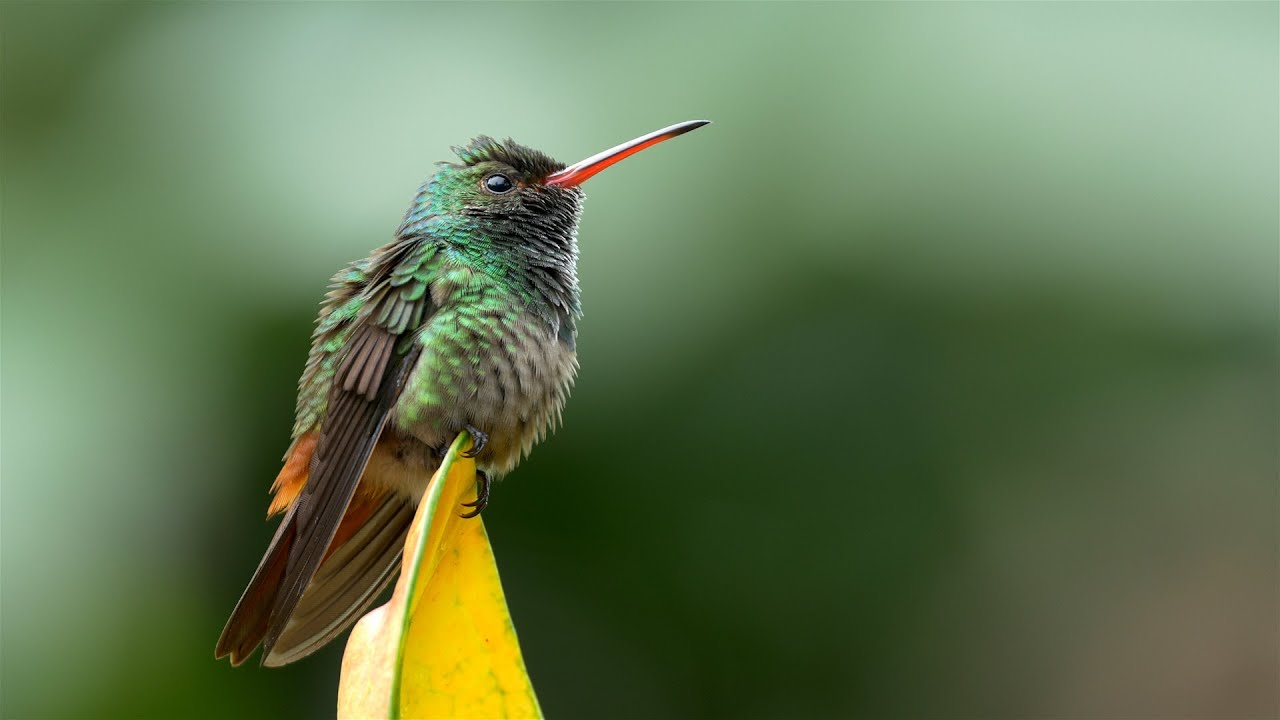 Birding Costa Rica - La Fortuna birdwatching tour