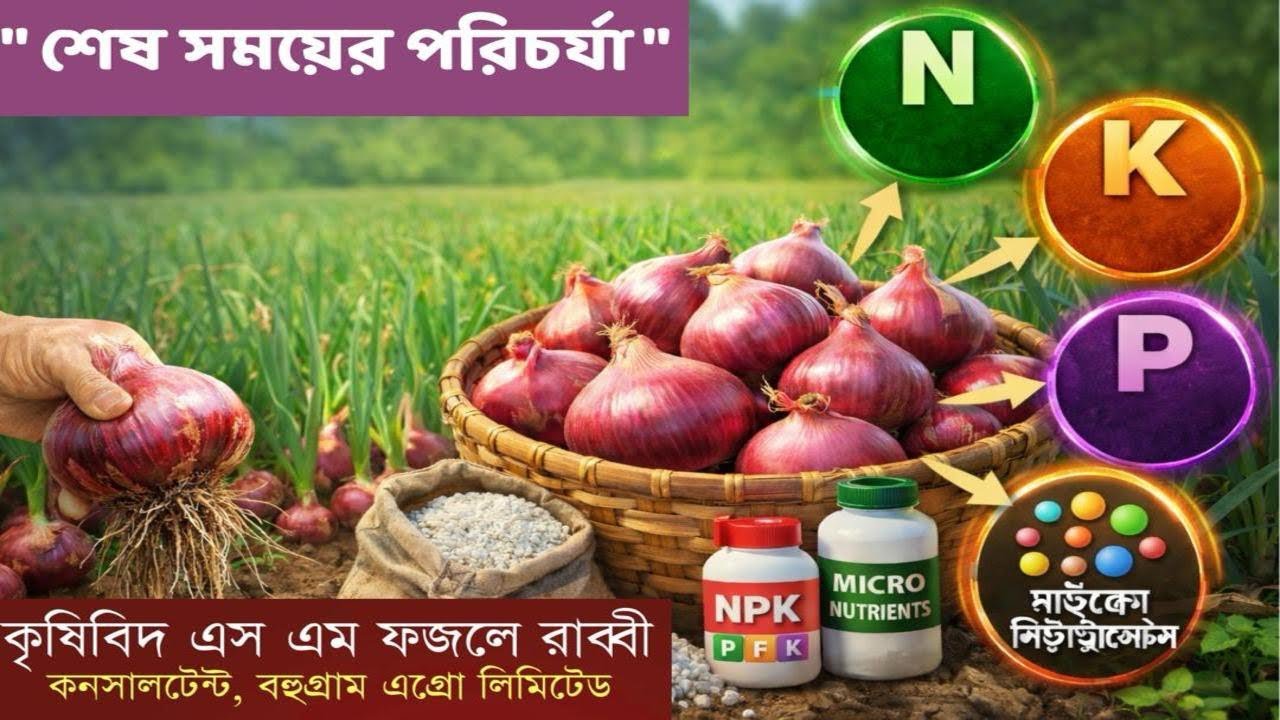 পেঁয়াজের শেষ সময়ের পরিচর্যা | Bulb বড় ও শক্ত করার সঠিক পদ্ধতি | Final Stage Care of Onion ||