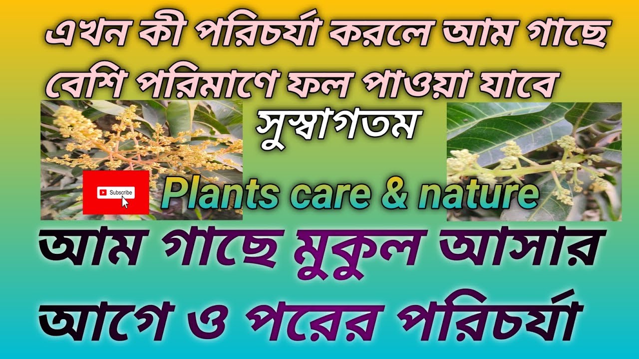 আম গাছে মুকুল আসার আগে ও পরের পরিচর্যা 