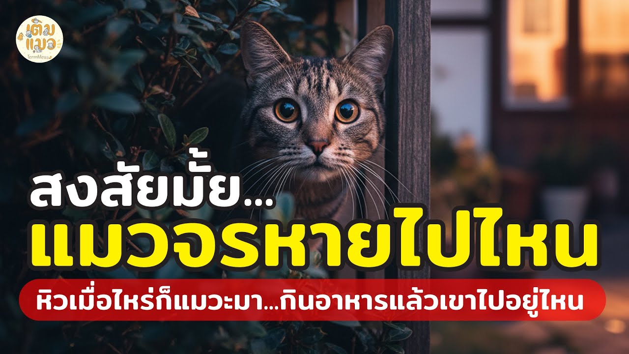 สงสัยมั้ย...แมวจรหายไปไหน หิวเมื่อไหร่ก็แวะมา | กินอาหารแล้วเขาไปอยู่ไหน | เติมแมว