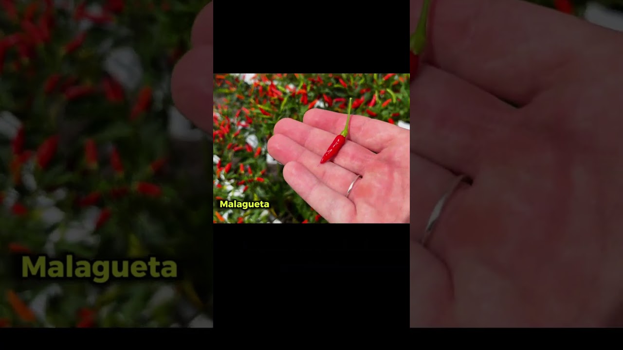 Malagueta: A pic&acirc;ncia brasileira que conquista cora&ccedil;&otilde;es! 🇧🇷🌶️🔥