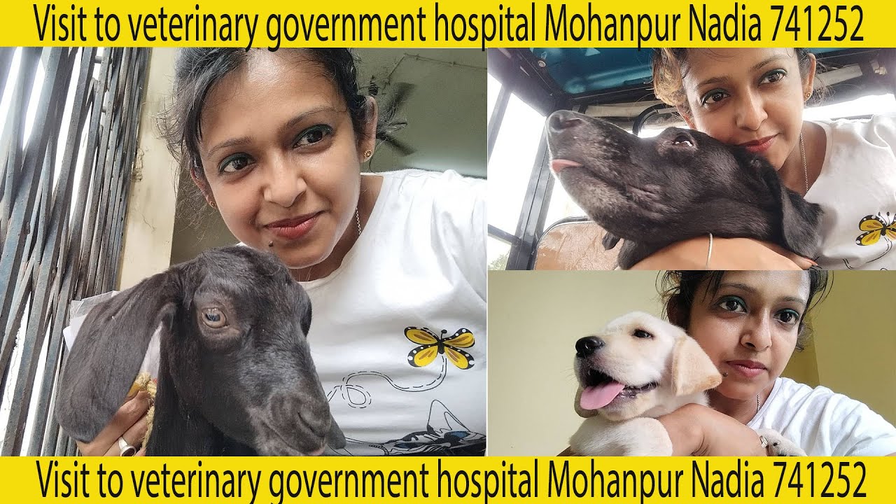 Visit to veterinary government hospital Mohanpur Nadia 741252