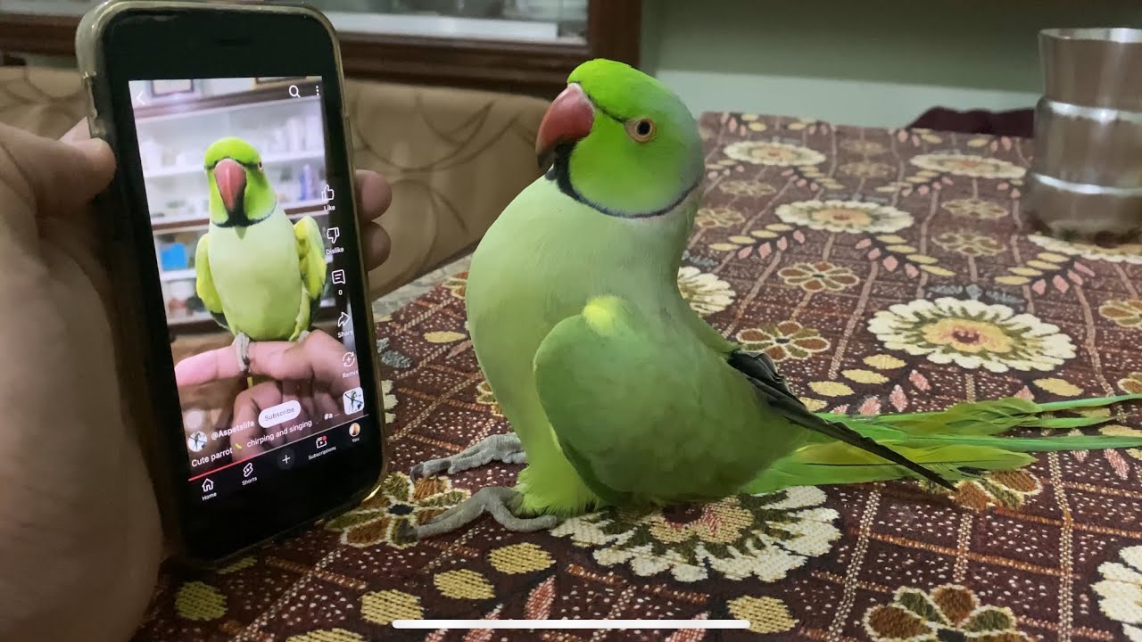 Talking and friendly ring neck parrot 🦜 #asmr #birds #birdsong 