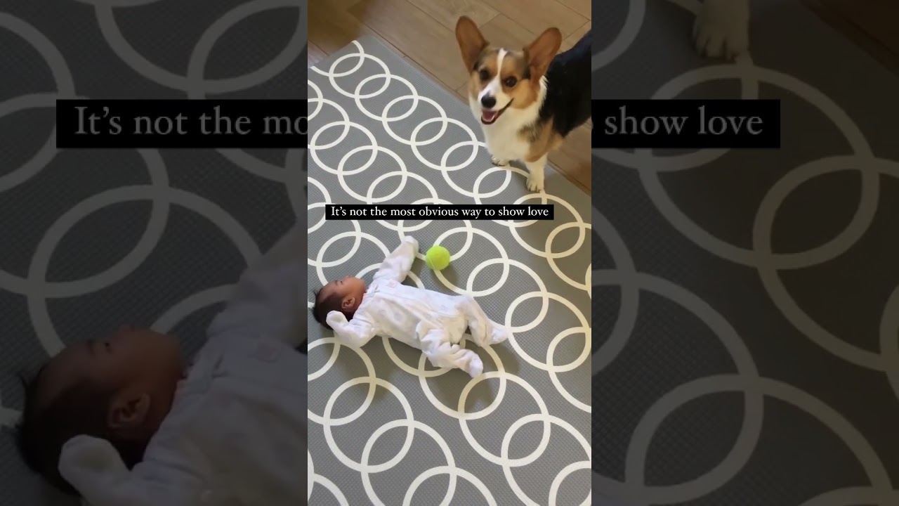 How My Dog Shows Us Love ❤️ #shorts #corgi #love